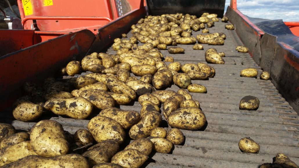 jersey royal seed potatoes for sale
