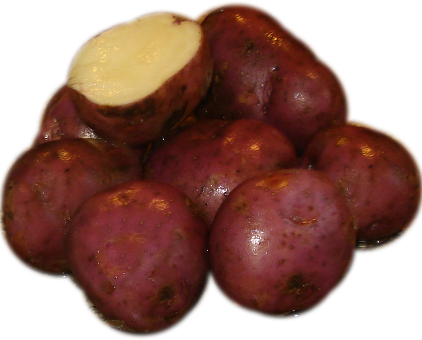 Bintje Eagle Creek Seed Potatoes