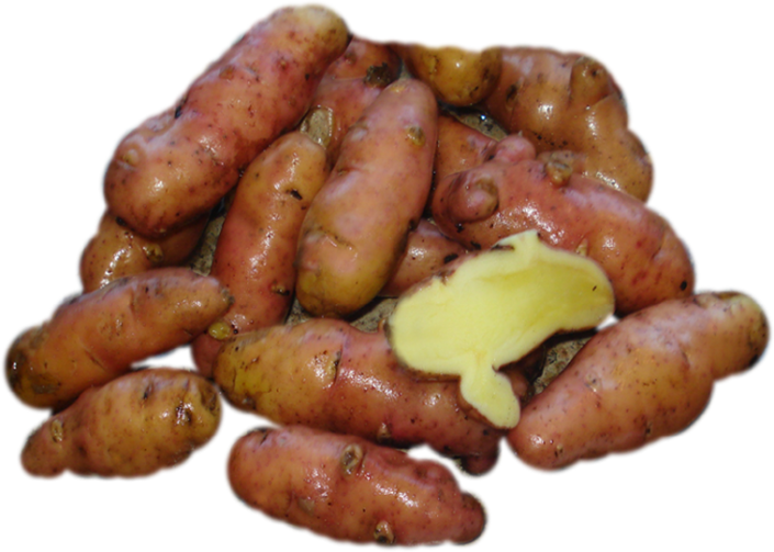 Pink Fir Apple Eagle Creek Seed Potatoes