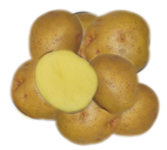 yukon-gold-eagle-creek-seed-potatoes