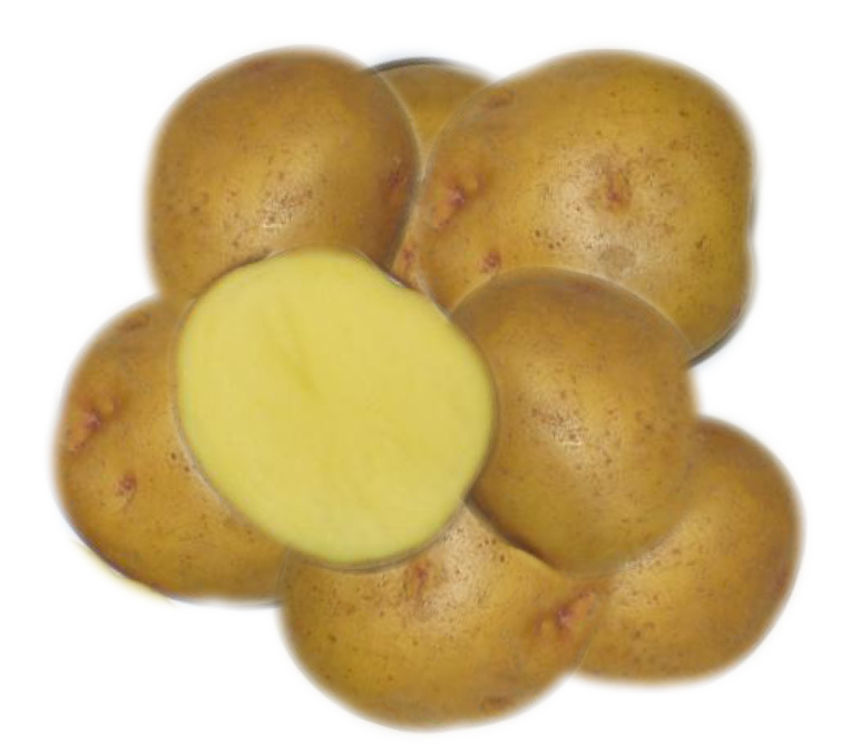 Yukon Gold – Eagle Creek Seed Potatoes